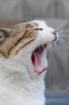 /album/fenykepgaleria/letoltes-11-jpg/
